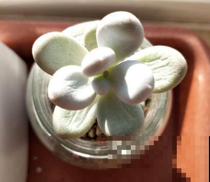 多肉出现这4个症状，就是生病了，再不注意全是隐患