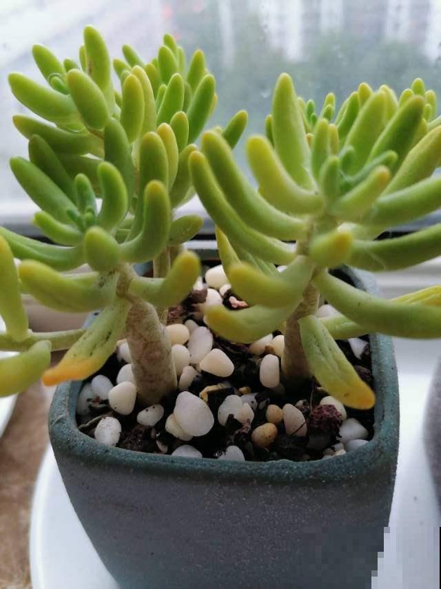 100种常见花,今天终于知道叫什么名了,建议收藏 100种常见花,今天终于知道叫什么名了,建议收藏