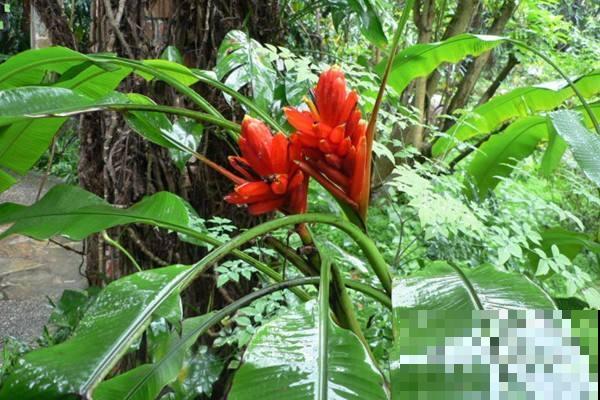 按你的生日那天看，你的幸运花是什么？（下）