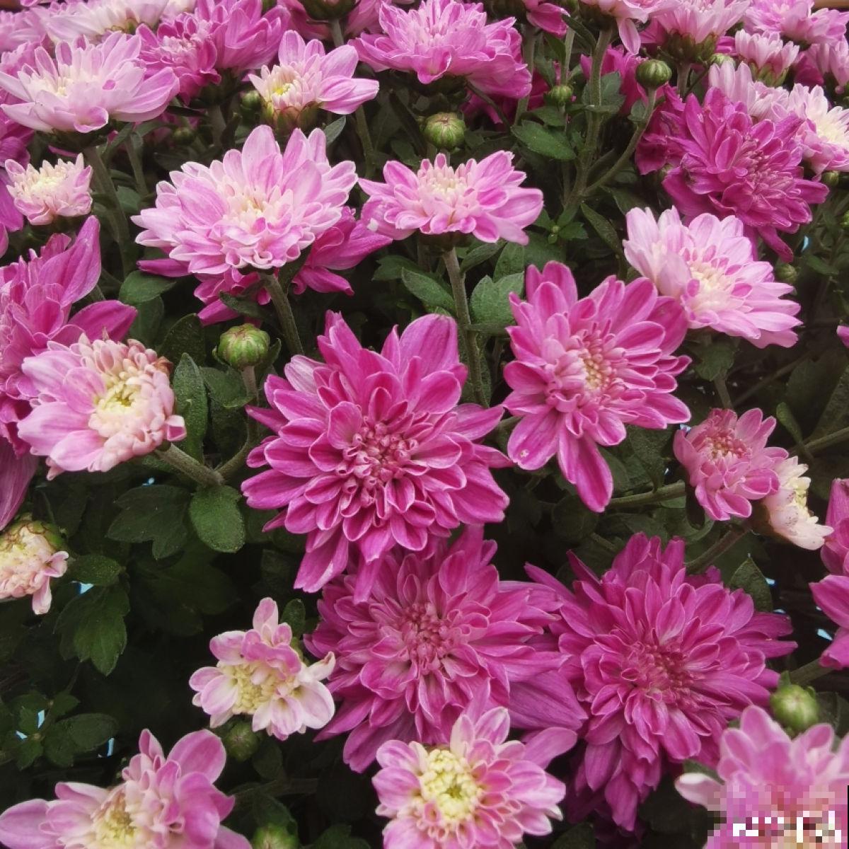 花朵中的“爆花机器”，初秋正是生长旺季，越“掐”花越多