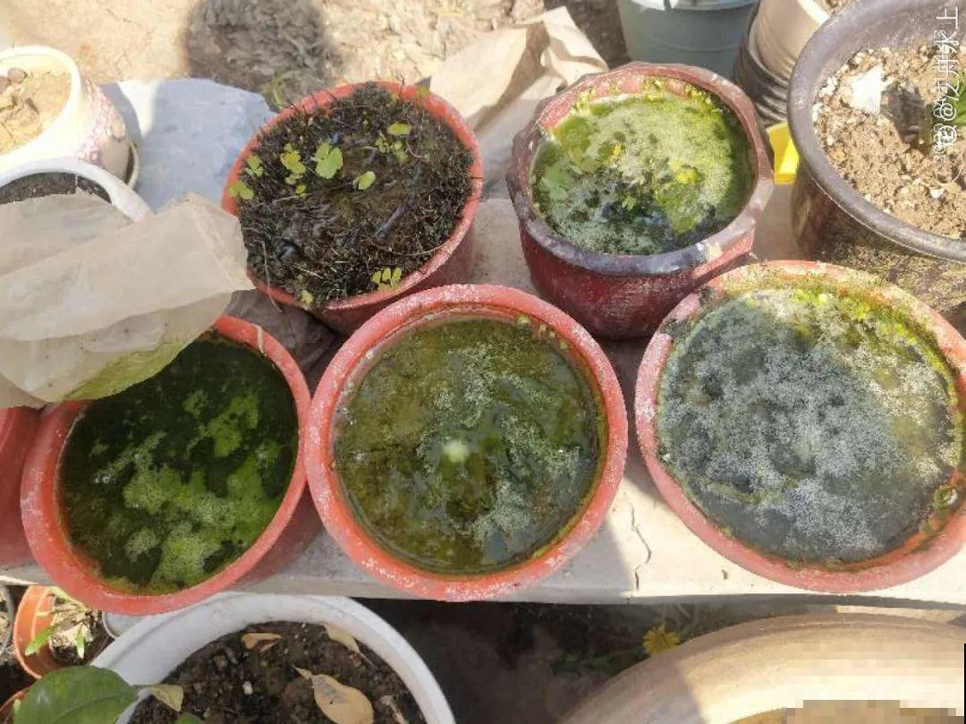 给花喂点小药片,植物开花多,越长越壮 给花喂点小药片,植物开花多,越长越壮