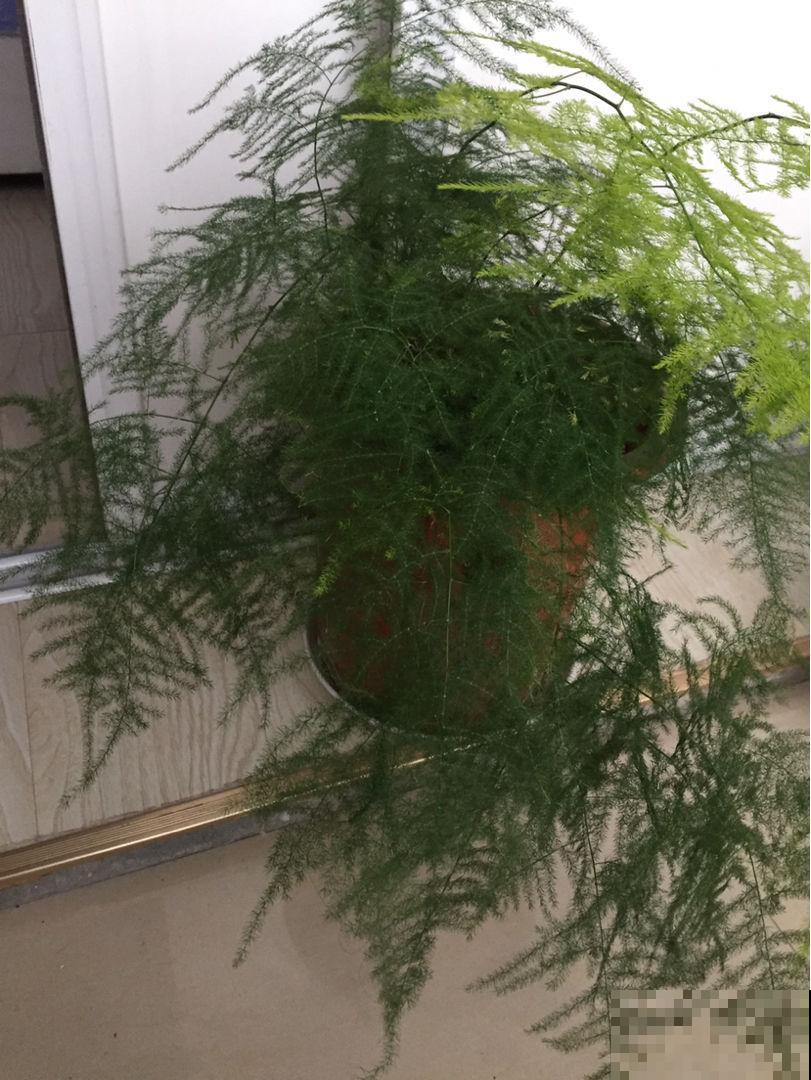 室内空气不好,养盆杀菌花,释放氧气效果好 室内空气不好,养盆杀菌花,释放氧气效果好