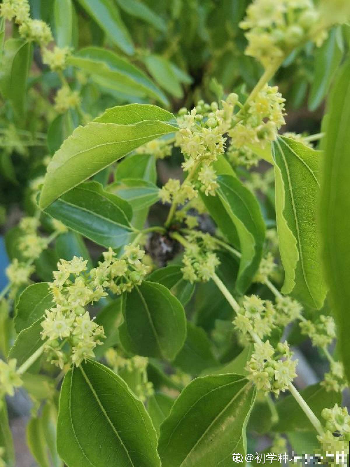 只赏花没意思?这3种果树最适合家中养殖,赏花吃果好运来 只赏花没意思?这3种果树最适合家中养殖,赏花吃果好运来