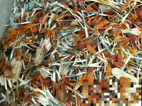 10种花开完不要剪，等20天之后，1盆变多盆