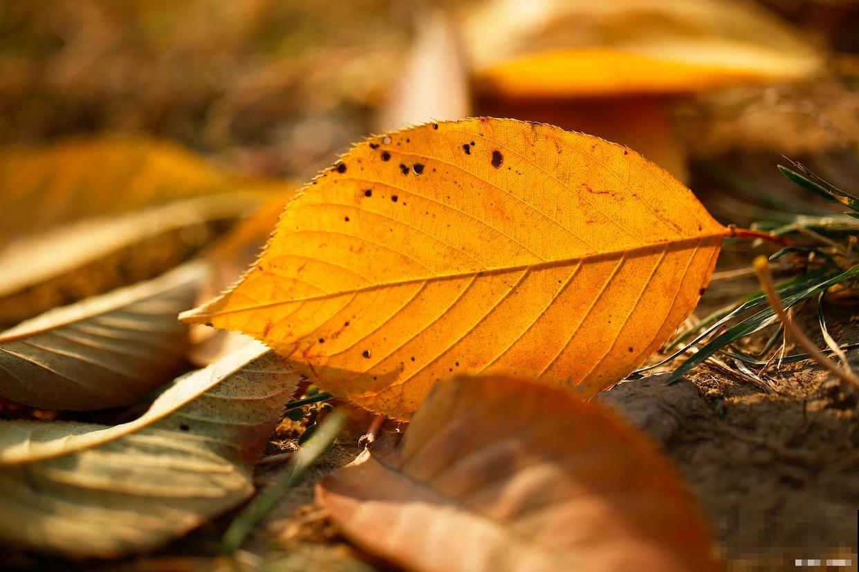 花肥怎么制作？