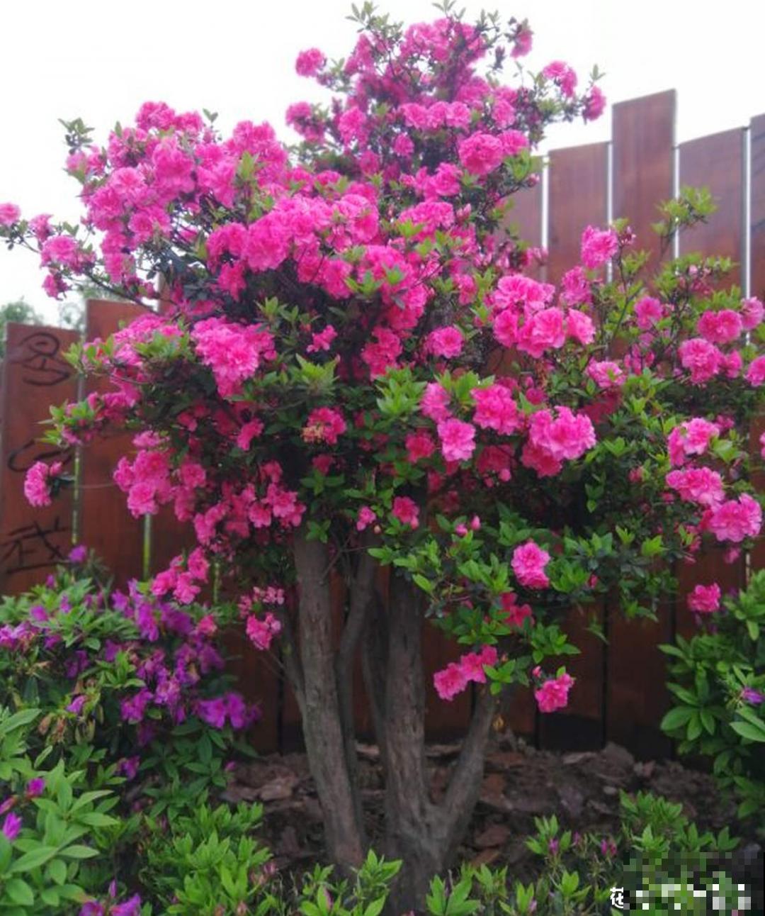 难养活的8种花，在家里养不好，扔门口反而呼呼开花