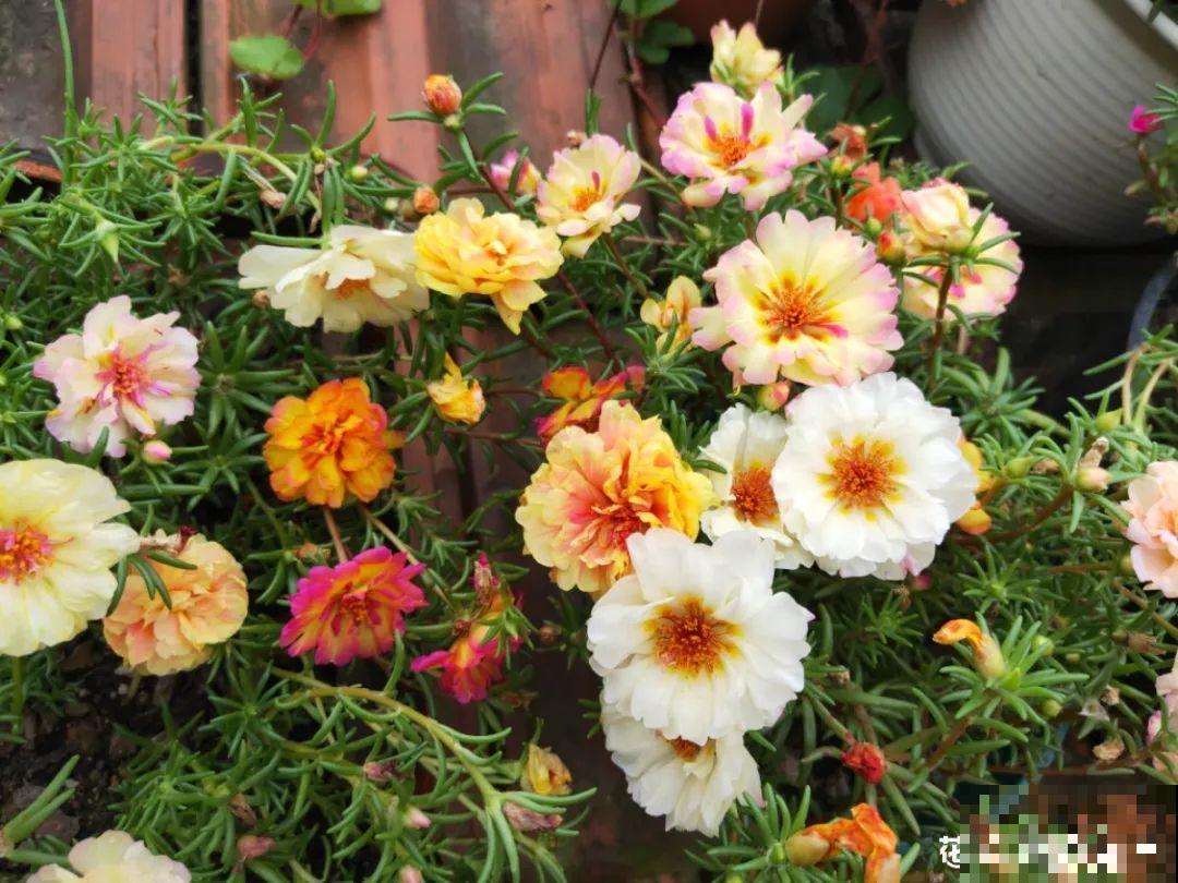 “不死鸟”真烦人，越养越多，真想扔掉