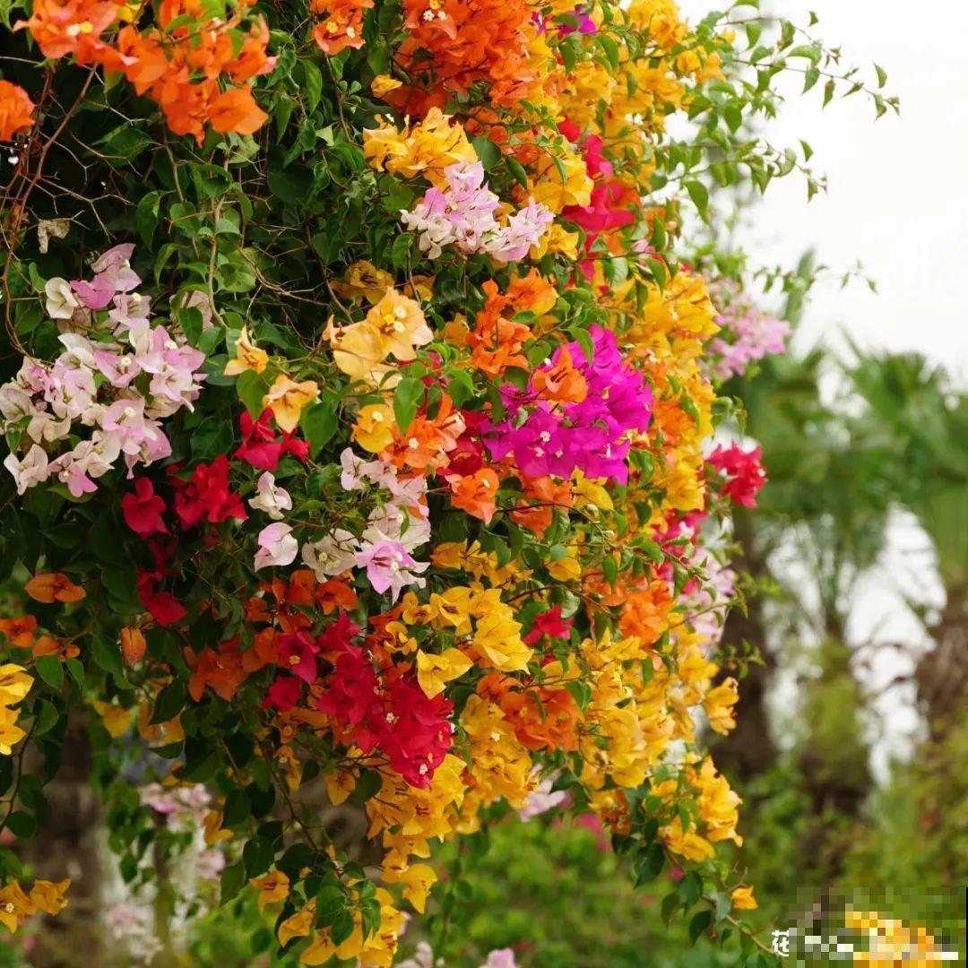 三角梅剪 一剪，搬出去晒晒，呼呼爆花