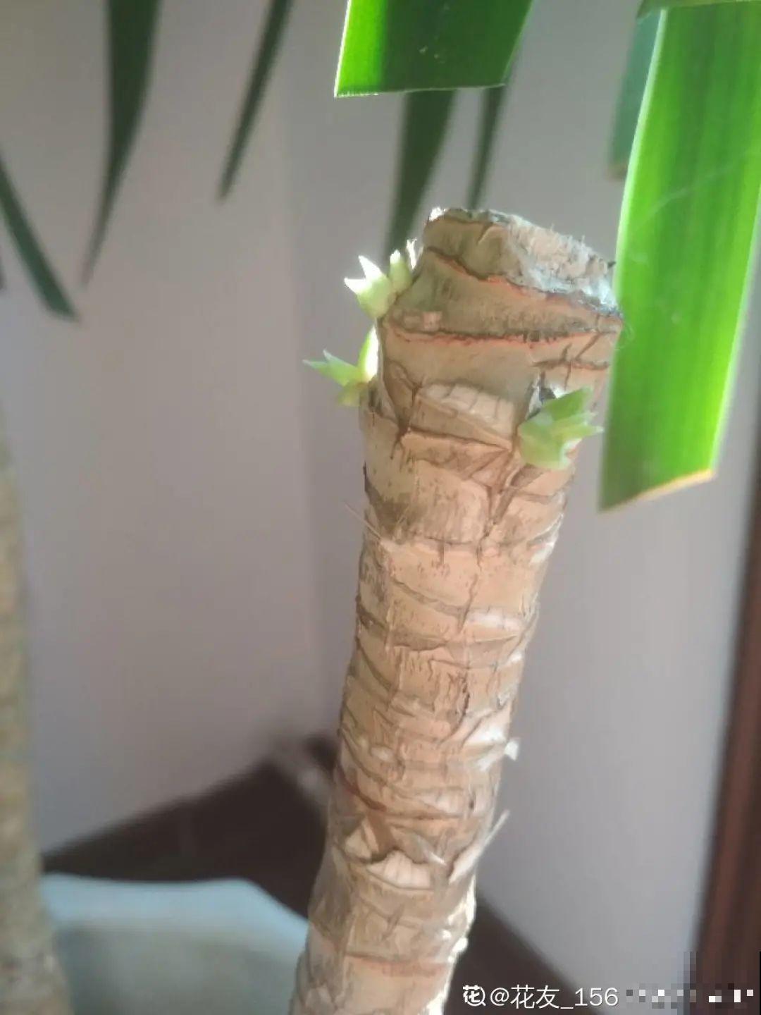 6种花夏天难养，贴土面砍一刀，新芽呼呼冒