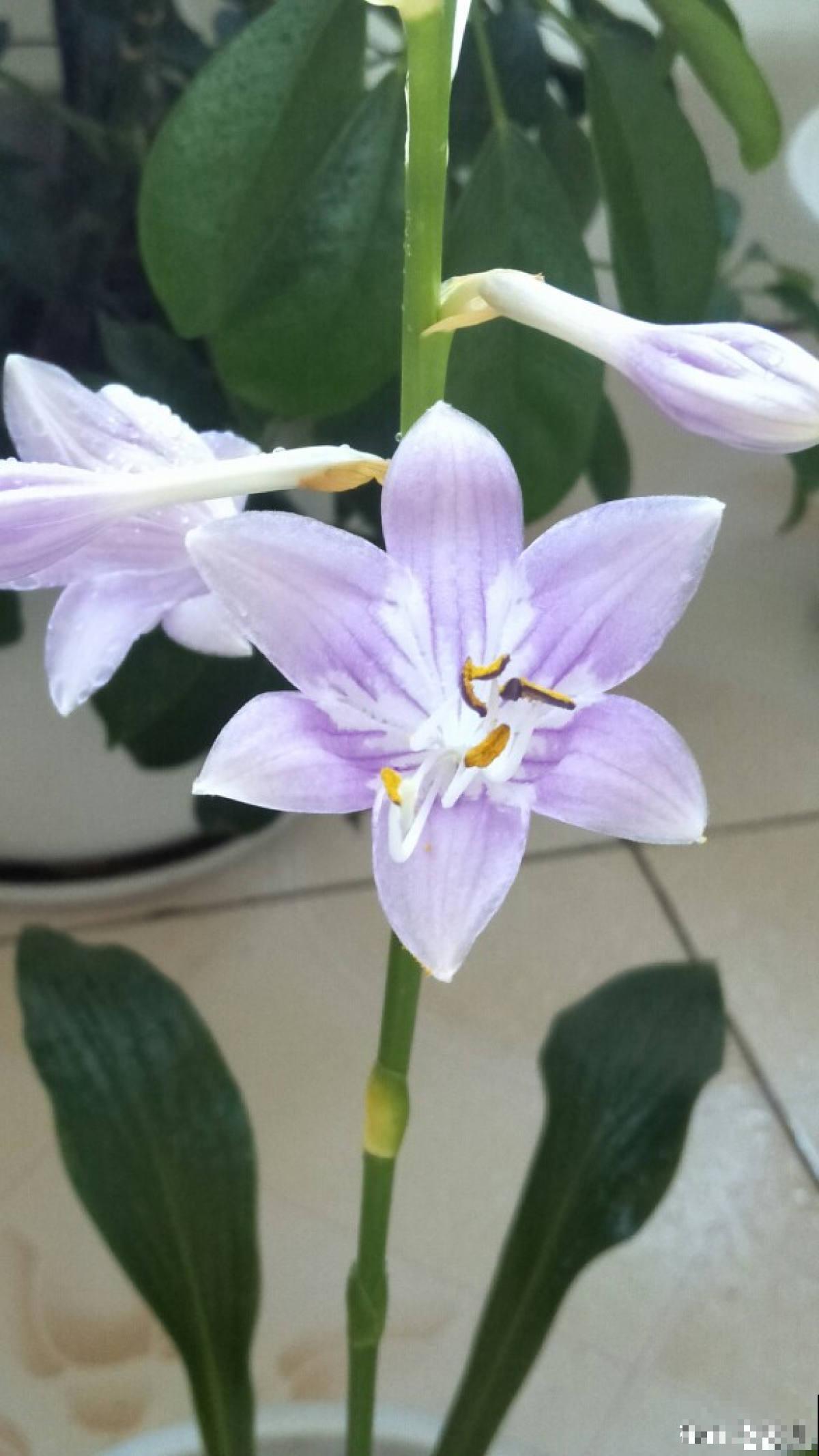 4种北方植物，养养就爆盆，在南方反而不易养好