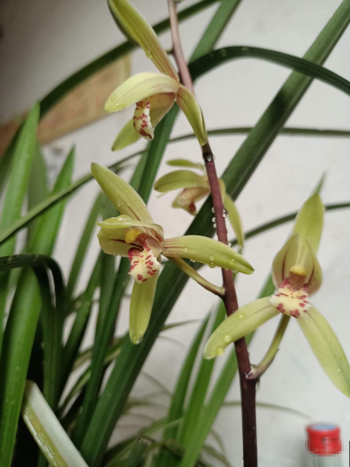 兰花五大品种,一个比一个幽雅,居家养殖真大气 兰花五大品种,一个比一个幽雅,居家养殖真大气