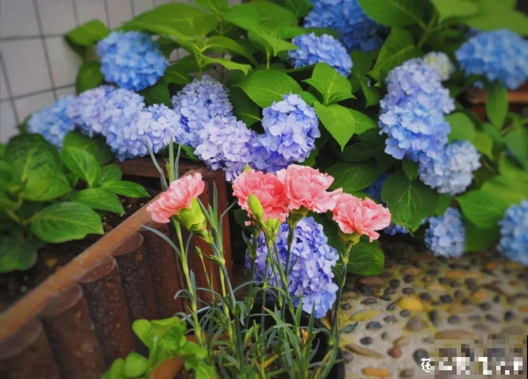 8月后，6种花别修剪，小心以后不开花