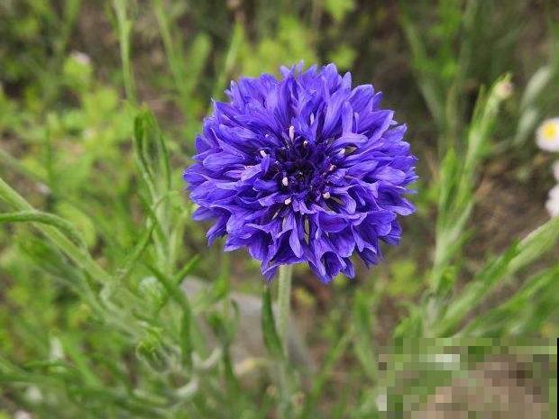 播种时间到,立秋后撒下去,冬春就开花 播种时间到,立秋后撒下去,冬春就开花