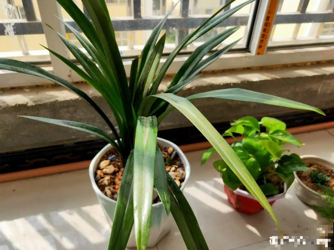 养花“黑名单”实在太难养，心累