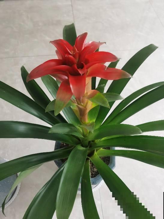 红红火火的“鸿运当头”,在家养一盆,祝愿考生旗开得胜 红红火火的“鸿运当头”,在家养一盆,祝愿考生旗开得胜