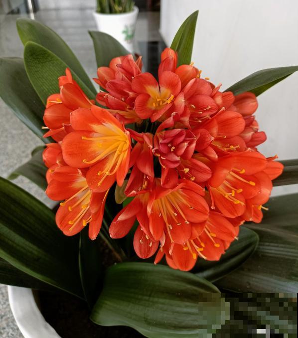 5种植物，年纪越大的人养得越好，太年轻养不好