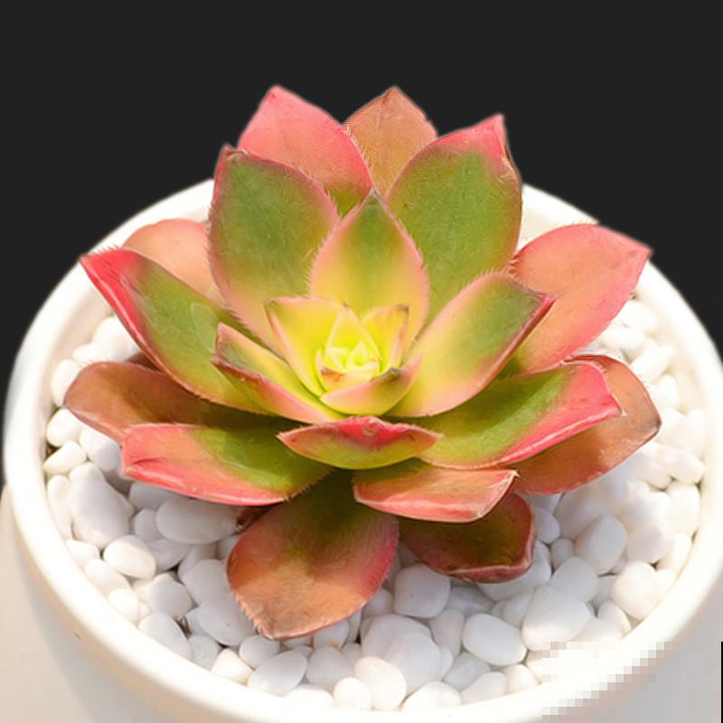 想在夏天养多肉?看看这5种,放在阳台无压力 想在夏天养多肉?看看这5种,放在阳台无压力