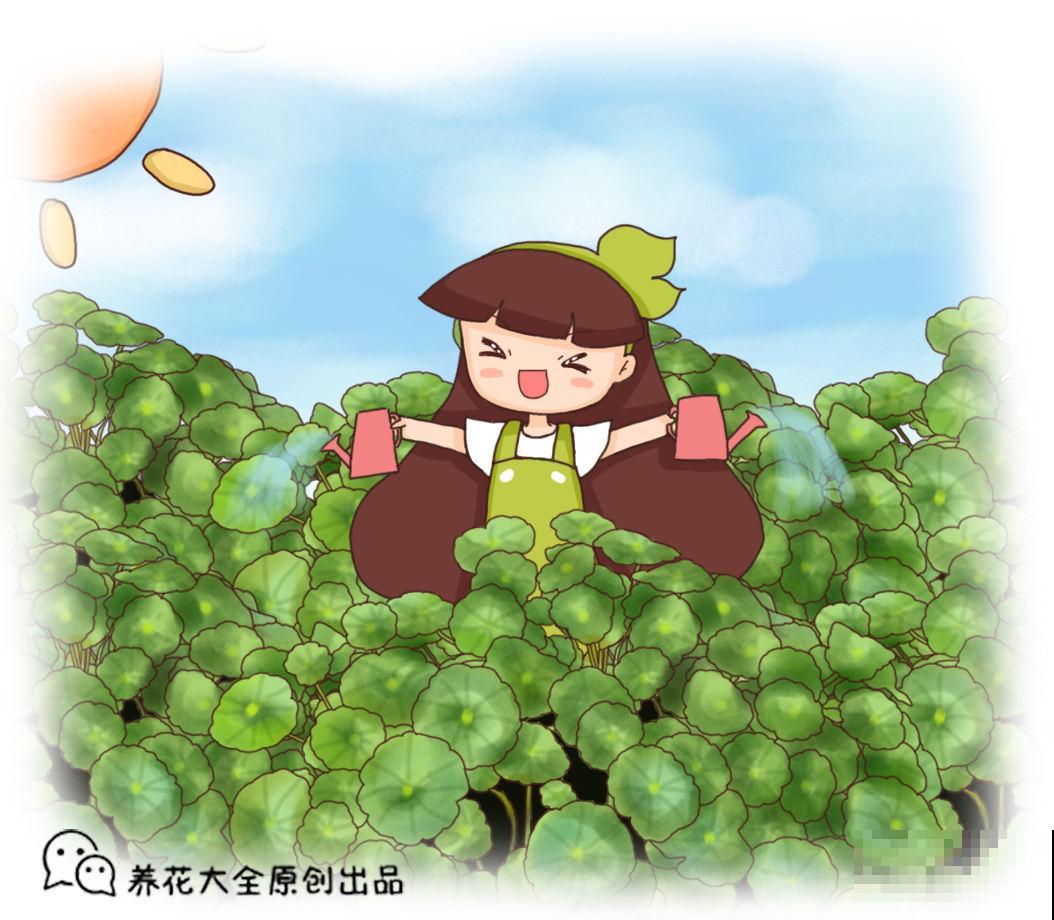 铜钱草喜水，水培铜钱草却不如土培，为啥？