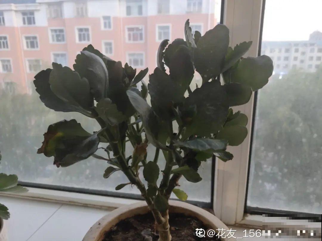 天热要修剪的花，不剪死得快，活不过夏天