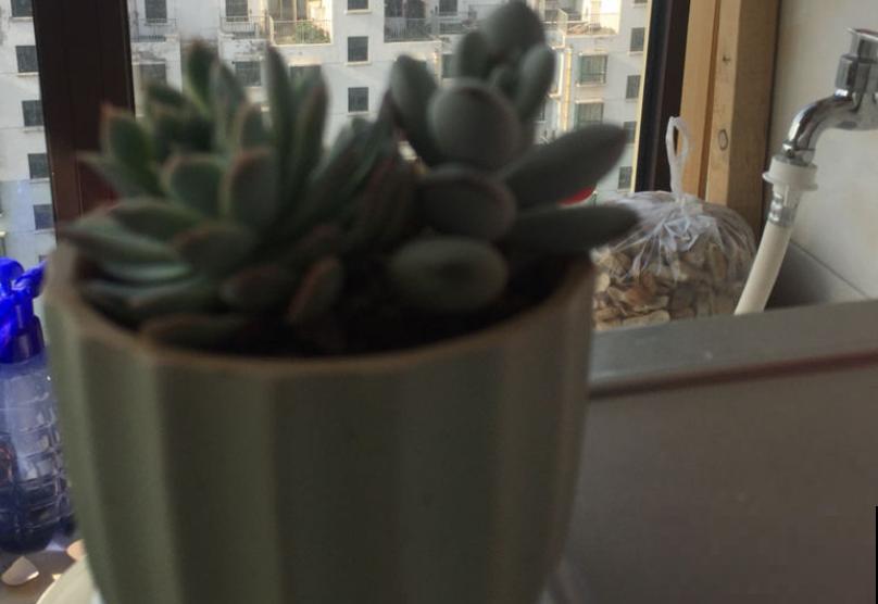 天热懒人养花必备的3种花，非常好打理，花点心思就能活