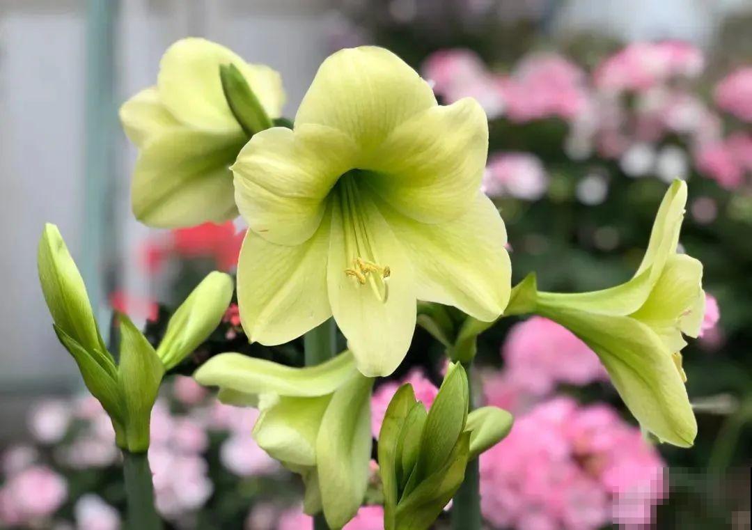 家里养盆朱顶红，开花个个比脸大，牛年养它“注定红”！