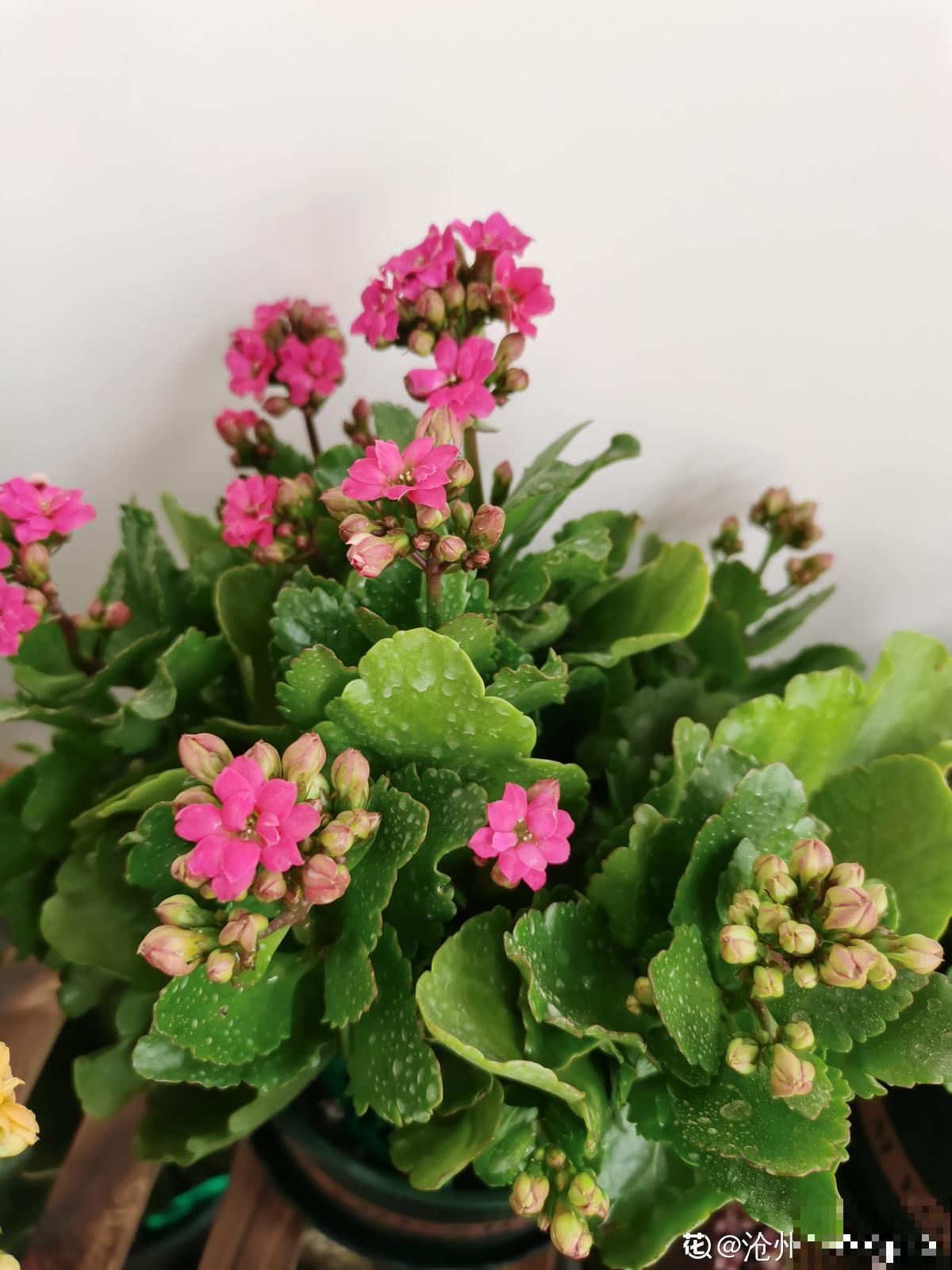 4种花现在正“饿”，多给它补点大补肥，才能长得壮