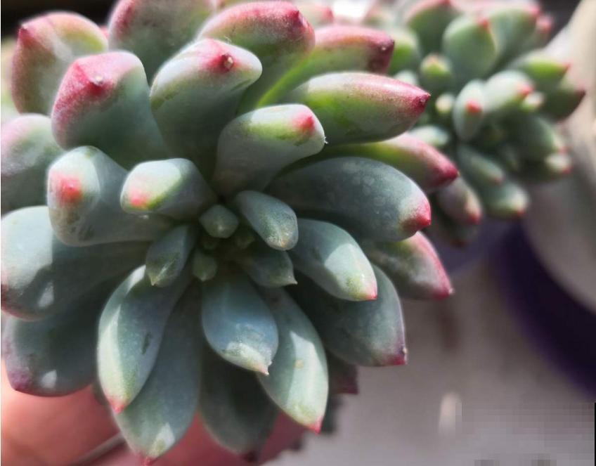 蓝苹果不够蓝不生长？解决这3个问题，不愁不爆盆