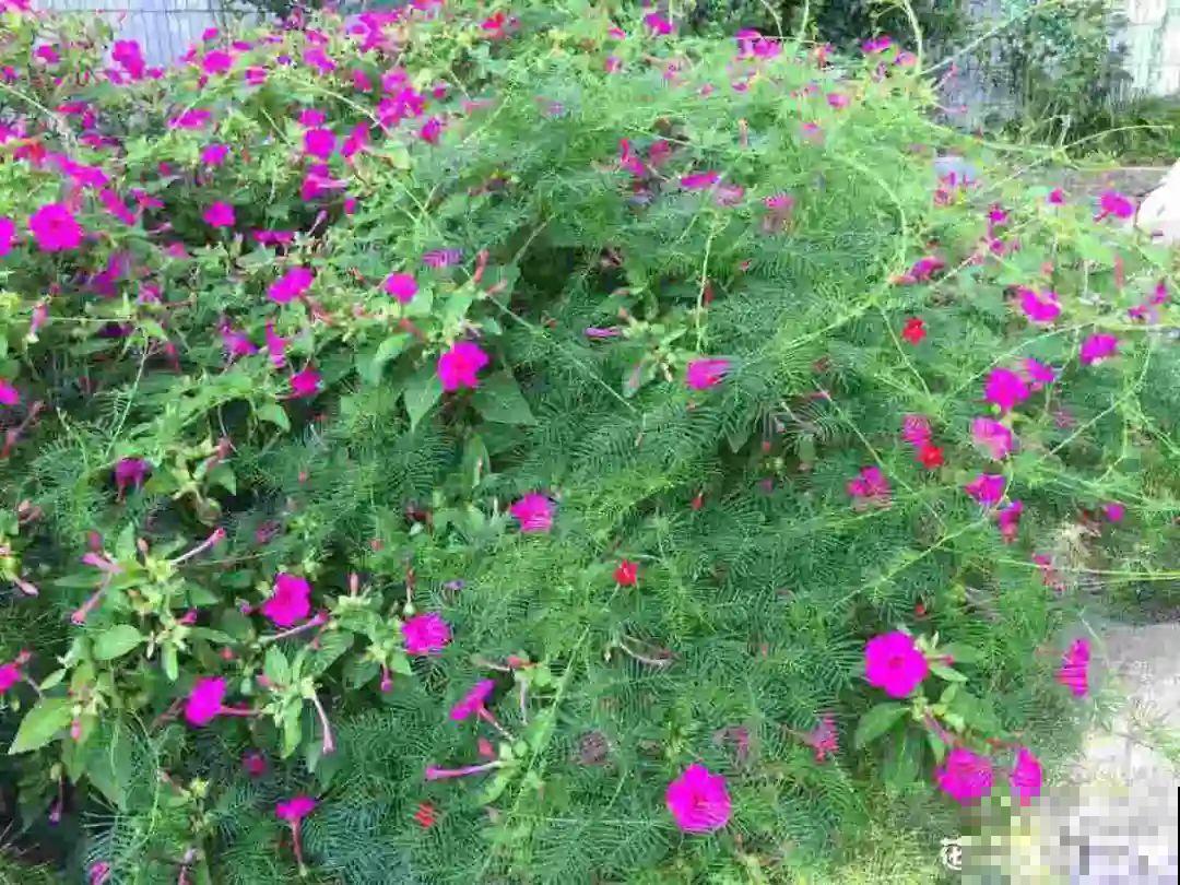 10种花开完不要剪，等20天之后，1盆变多盆