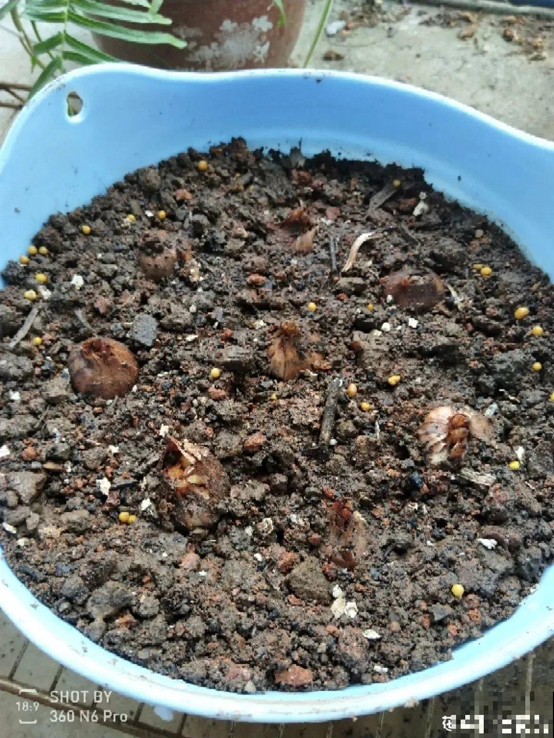 上千块一斤的花,名贵得很,自己在家也能种 上千块一斤的花,名贵得很,自己在家也能种