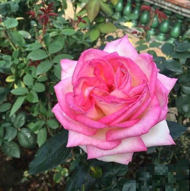 常见的切花,个个都是“大美女”,中国有四种 常见的切花,个个都是“大美女”,中国有四种