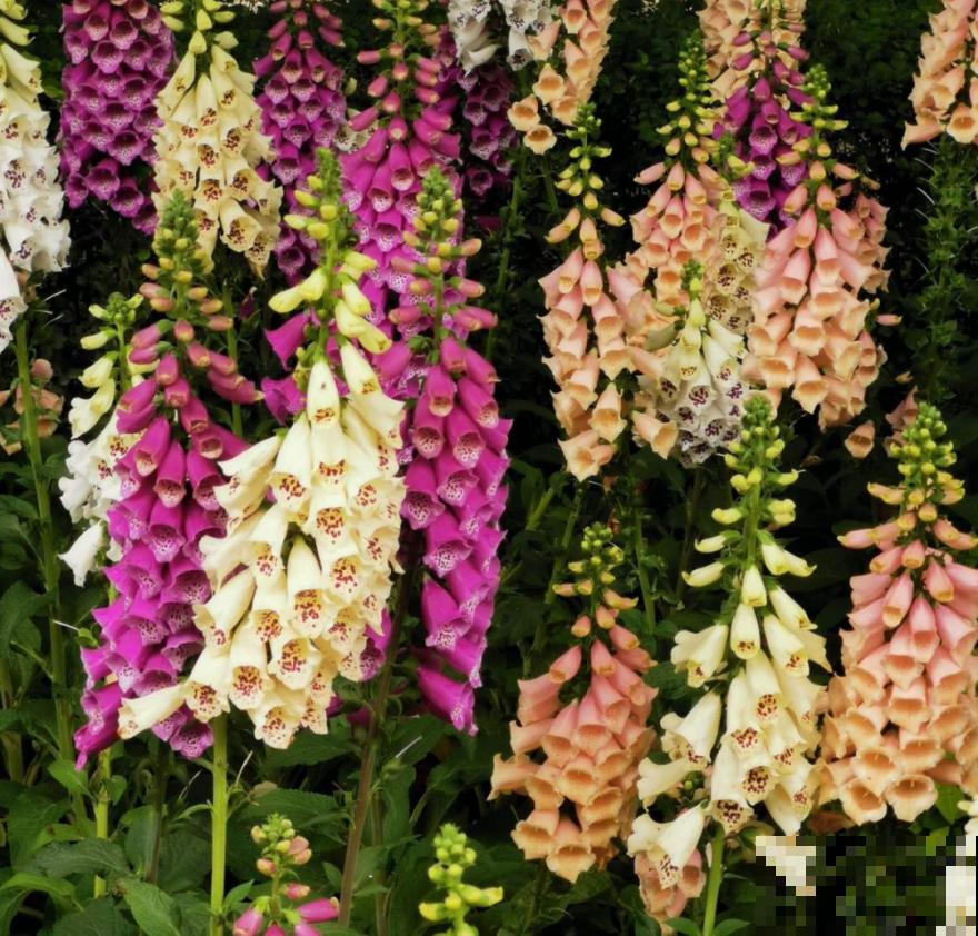 播种时间到,立秋后撒下去,冬春就开花 播种时间到,立秋后撒下去,冬春就开花