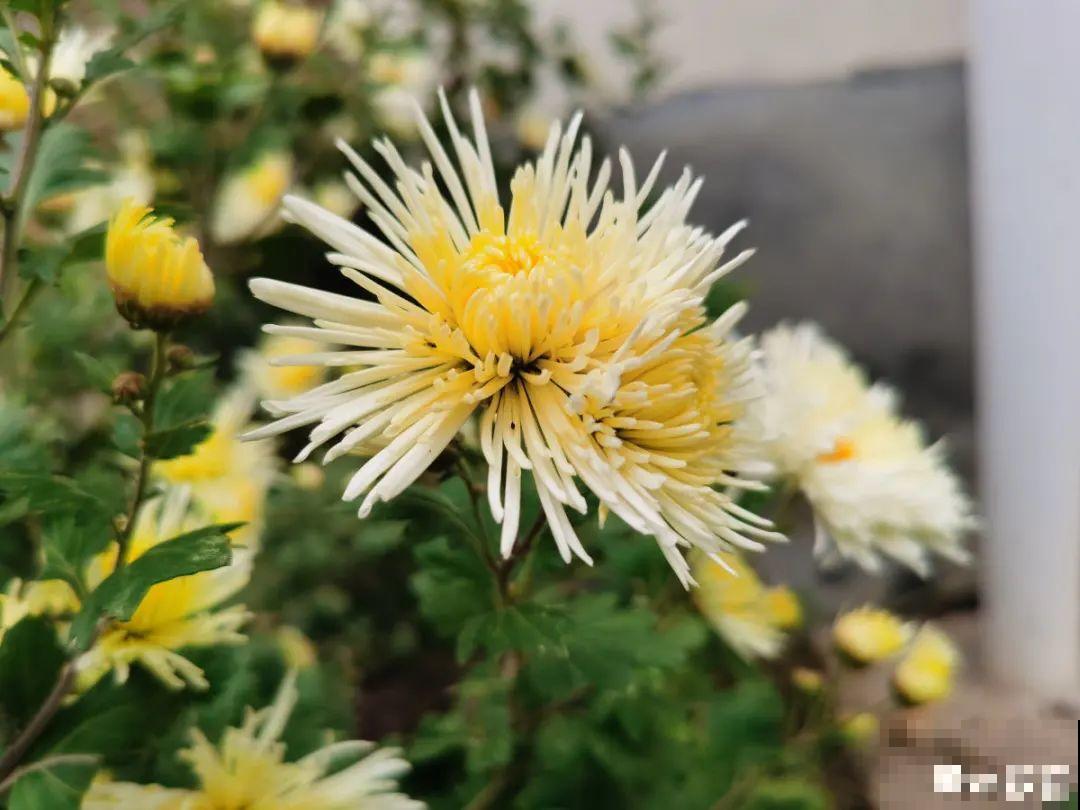 8月后，6种花别修剪，小心以后不开花