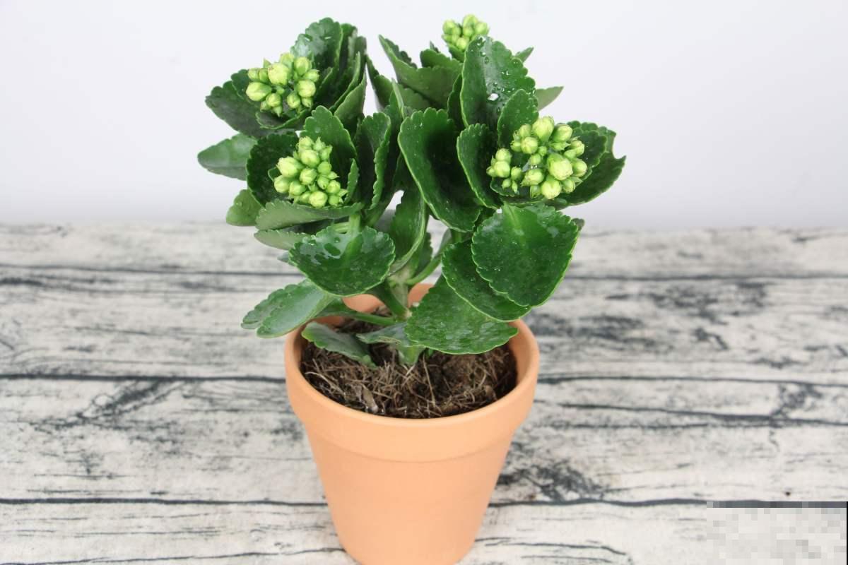 6步养好长寿花,花期超长还能健康长寿 6步养好长寿花,花期超长还能健康长寿