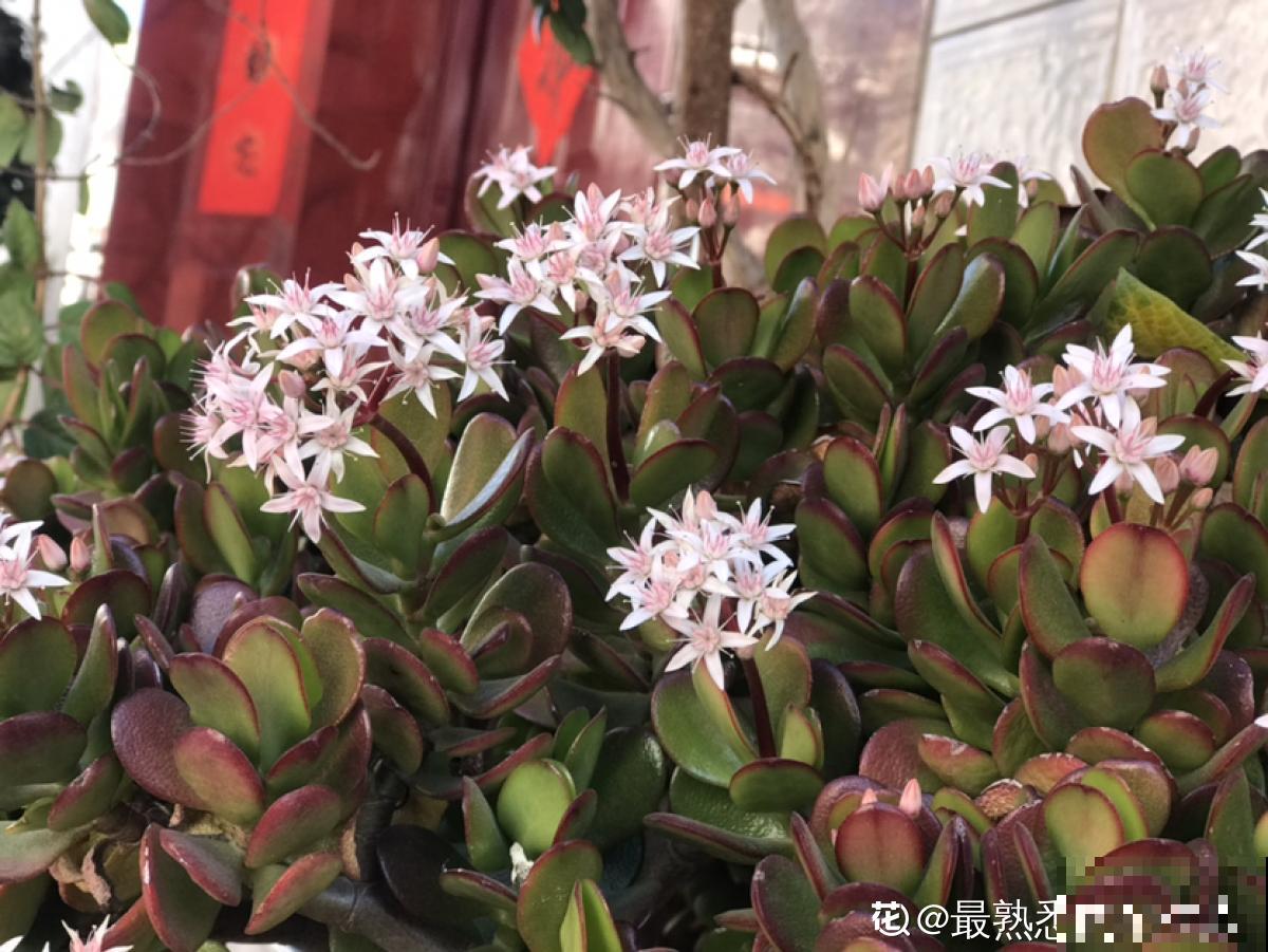 家里养的芦荟，开出一串大花箭，好运气要来了？