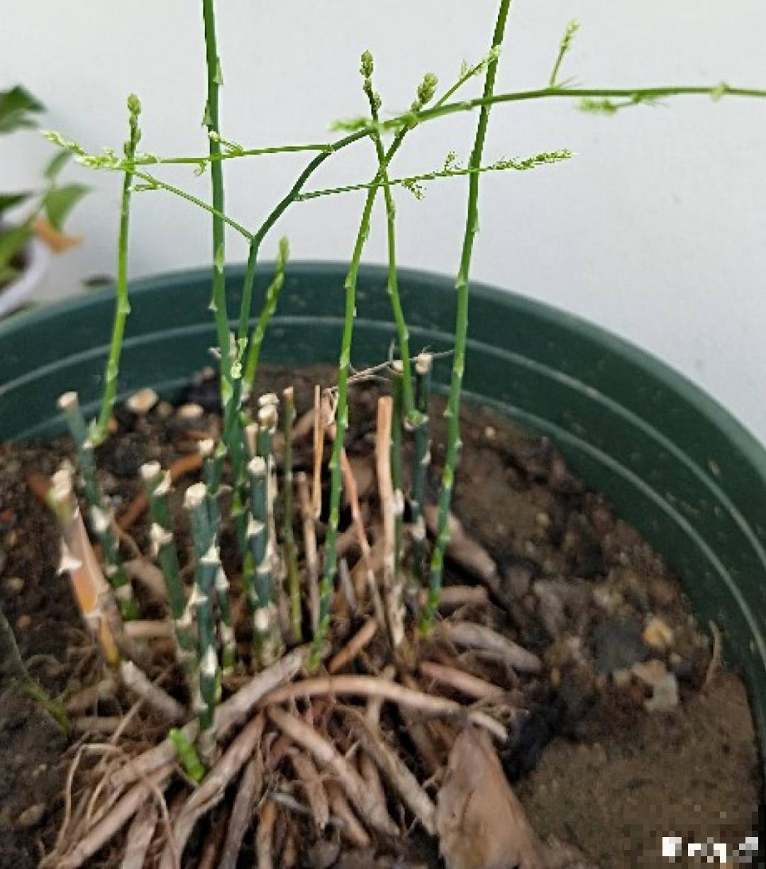 夏天养文竹，不能暴晒，不然叶子都黄了