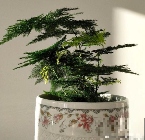 茉莉一长高就剪，别舍不得， 剪对了能快速复花