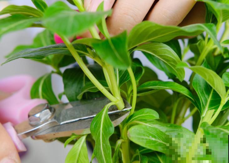 6月份赶紧扦插，学会方法，巧变扦插金手指