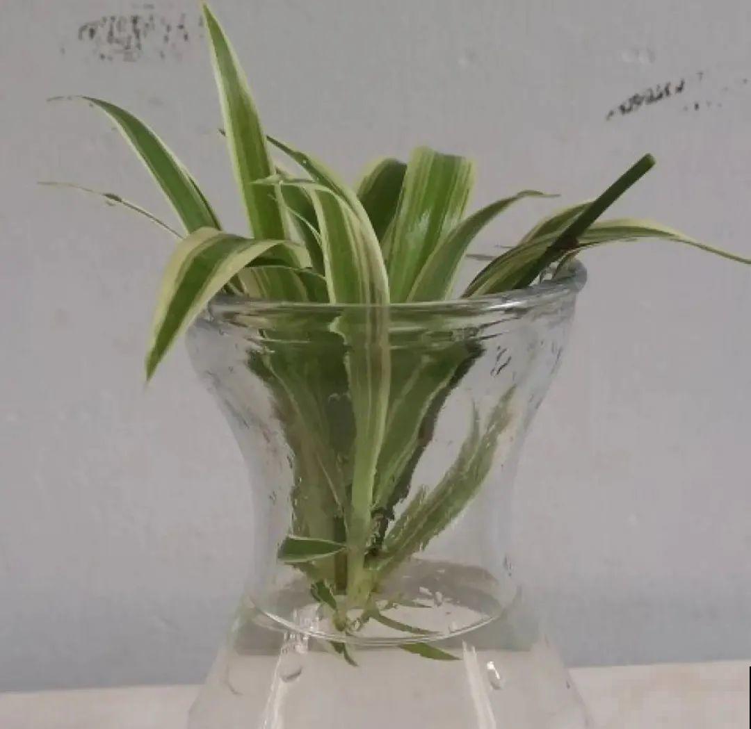 夏天看见气生根,赶紧剪下来,插土里就活 夏天看见气生根,赶紧剪下来,插土里就活