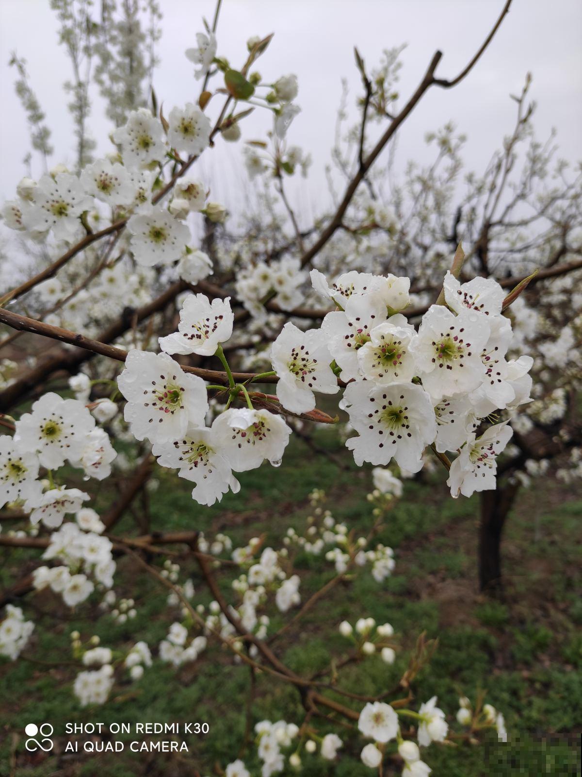 惨！实物美如画，只因名字晦气而不被待见的植物