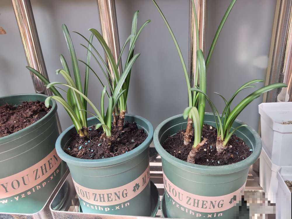 我走过你走过的坑,花友养花多年,心路历程让人感叹 我走过你走过的坑,花友养花多年,心路历程让人感叹