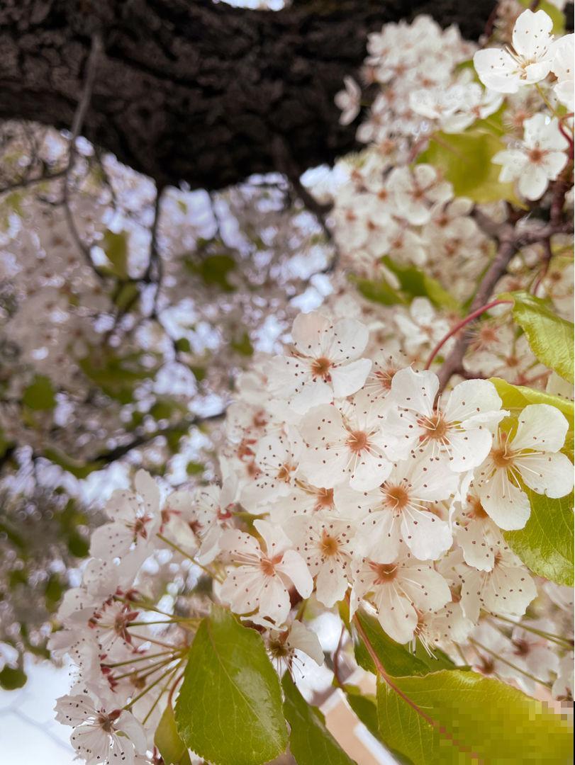 前方有花粉，花粉过敏者请小心！当然，也有花对你友好