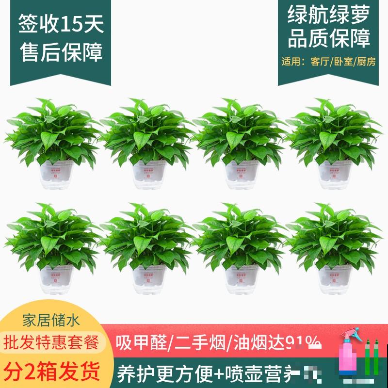 梅雨季养花,一定要注意5要点,不然花全涝死了 梅雨季养花,一定要注意5要点,不然花全涝死了