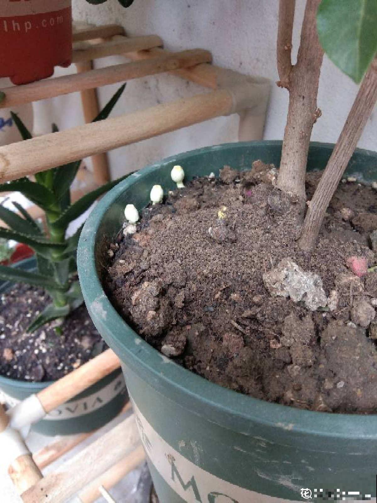 土壤里长出“白毛毛”，别犹豫，赶紧换盆，不然花很快死翘翘