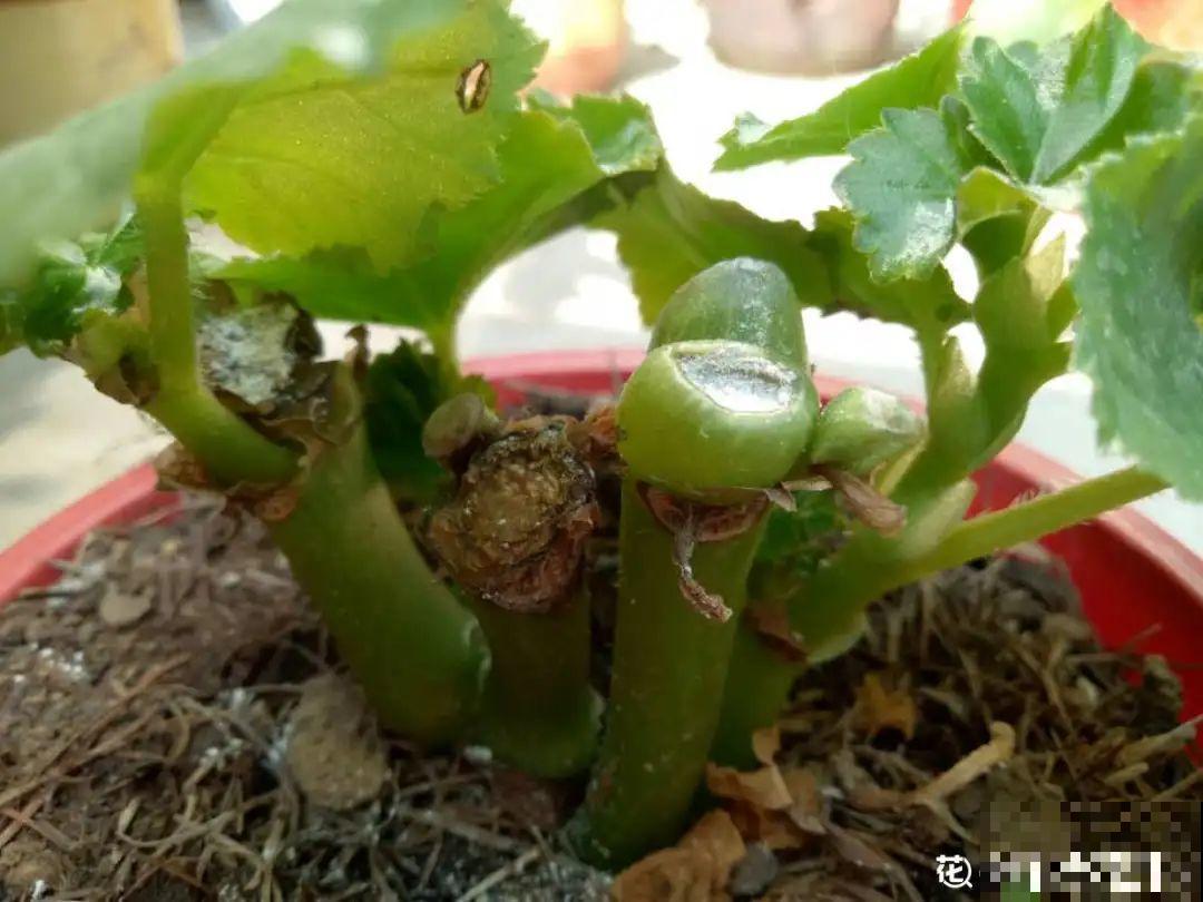 现在给花剪一刀,剪成一个“小平头”,呼呼冒芽爆盆 现在给花剪一刀,剪成一个“小平头”,呼呼冒芽爆盆