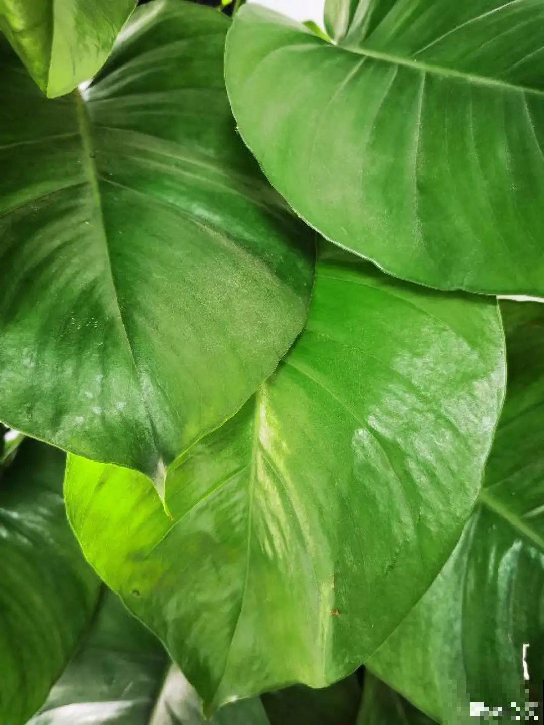 夏天养绿萝，注意4个要点，嗖嗖蹿个子，长成绿窗帘