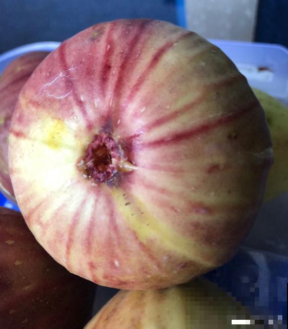 无花果也有花，你吃的部分，就是花