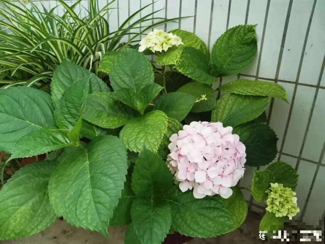 9个开花劳模，施肥不能停，不然越养越差劲