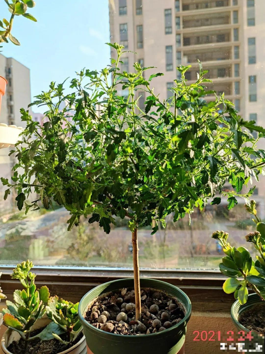 养花大神的爆花技巧，我给大家偷来了，赶紧学