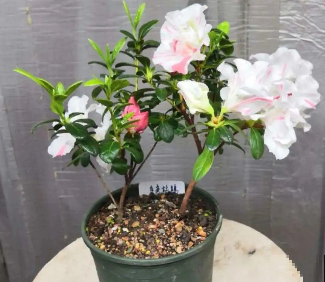 警惕秋老虎，别让你的花，度过夏天，却死在秋天