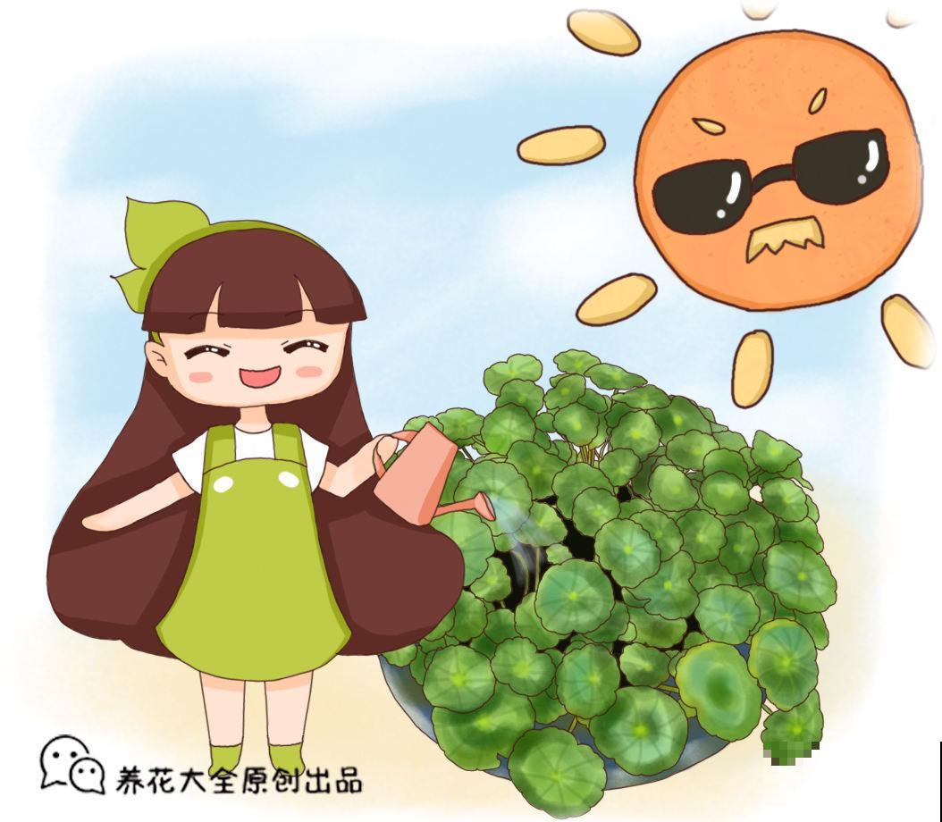 铜钱草喜水,水培铜钱草却不如土培,为啥? 铜钱草喜水,水培铜钱草却不如土培,为啥?